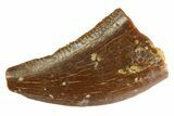 Serrated Raptor Tooth - Feeding Worn Tip #332782-1